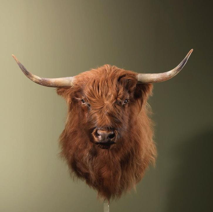 Schotse Hooglander Taxidermie Opgezette Dieren By Max, Verzamelen, Dierenverzamelingen, Opgezet dier, Nieuw, Wild dier, Ophalen of Verzenden