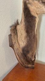 Isard - chamois - hybride met een ooi Taxidermie volledige