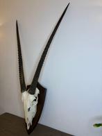 Oryx Schedel van een zoogdier - Oryx gazella - 125 cm - 60