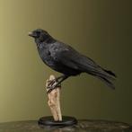 Kraai Taxidermie Opgezette Dieren By Max, Verzamelen, Dierenverzamelingen, Ophalen of Verzenden, Nieuw, Vogel, Opgezet dier