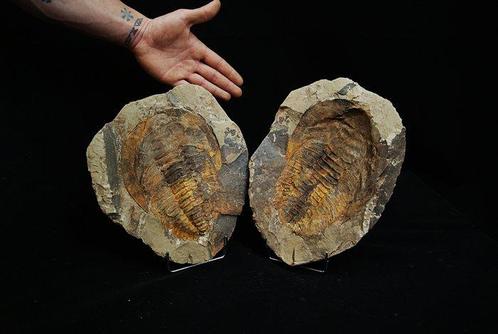 Spectaculaire Trilobiet Camproballas - Een Uniek Museumstuk!, Verzamelen, Mineralen en Fossielen