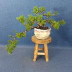 Jeneverbes bonsai (Juniperus) - Hoogte (boom): 14 cm -