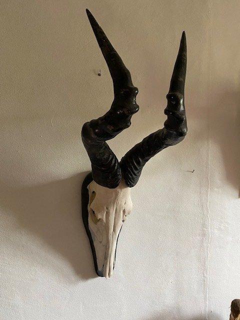 Hartenbeest Schedel van een zoogdier - Alcelaphus buselaplus, Verzamelen, Dierenverzamelingen