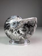 Hematiet Nautiloïde fossiel - Gefossiliseerde schelp -, Verzamelen