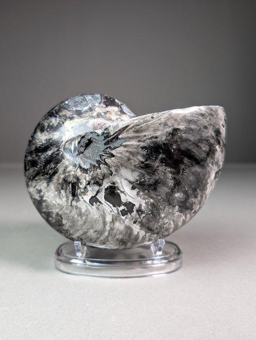 Hematiet Nautiloïde fossiel - Gefossiliseerde schelp -, Verzamelen, Mineralen en Fossielen