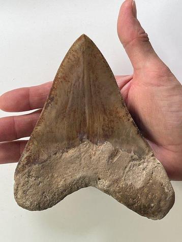 Enorme Megalodon tand van 15 cm - Fossiele tand -