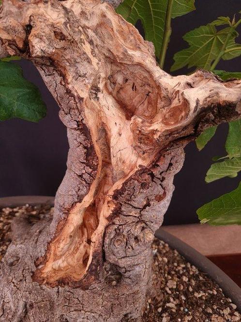 Ficus Carica - Verzamelingstuk - Hoogte (boom): 50 cm -, Antiek en Kunst, Curiosa en Brocante