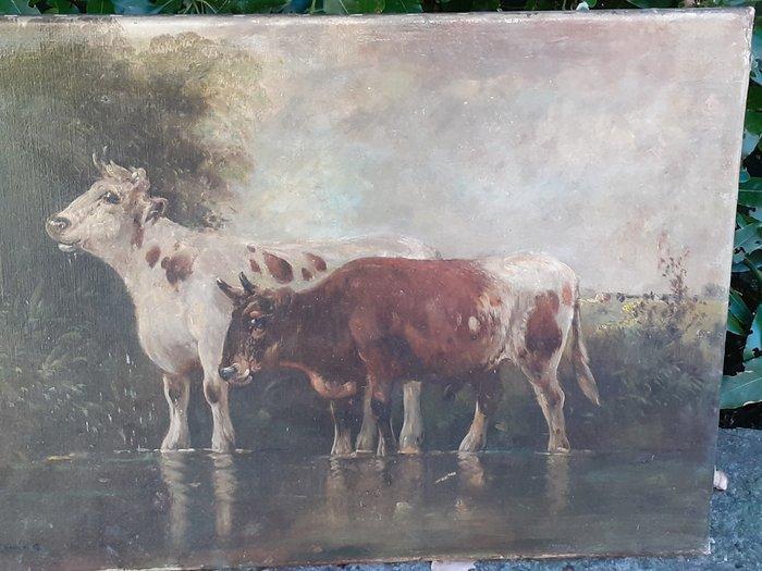 Scuola Belga (XIX-XX), Cerchia di Henry Schouten - Bovini al, Antiek en Kunst, Kunst | Schilderijen | Klassiek