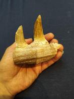 Mosasaurus - Fossiele tanden - mosasaurus - 10 cm - 9 cm