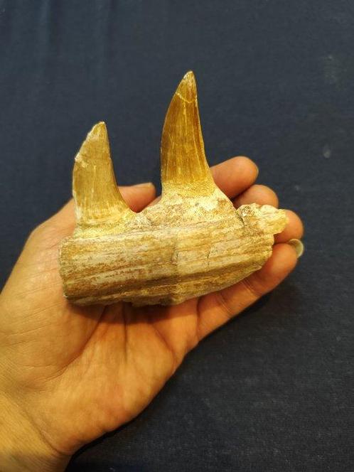 Mosasaurus - Fossiele tanden - mosasaurus - 10 cm - 9 cm, Verzamelen, Mineralen en Fossielen