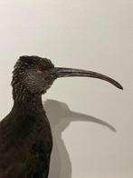 Ibis Taxidermie volledige montage - Plegadis ridgwayi - with, Verzamelen, Dierenverzamelingen, Nieuw