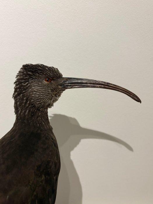 Ibis Taxidermie volledige montage - Plegadis ridgwayi - with, Verzamelen, Dierenverzamelingen