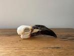 calao a bec noir Vogelschedel - Tockus nasutus - 4 cm - 3.5, Verzamelen, Dierenverzamelingen, Nieuw
