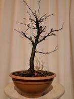 Bonsaï Charme (Carpinus) - Hauteur (arbre) : 34 cm -