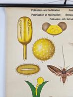 Vintage botanische schoolkaart - Educational Productions LTD