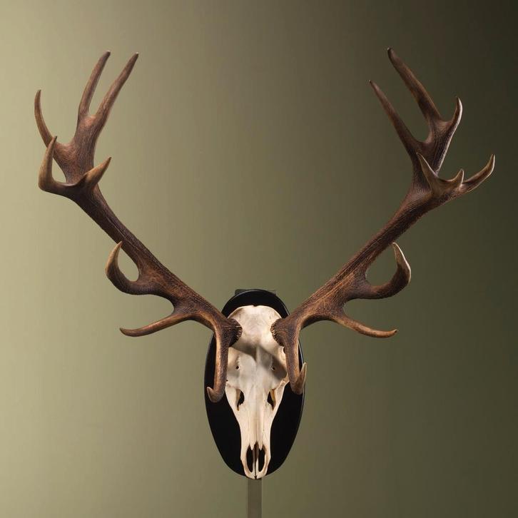 Edelhert Gewei Taxidermie Opgezette Dieren By Max, Verzamelen, Dierenverzamelingen, Opgezet dier, Nieuw, Wild dier, Ophalen of Verzenden