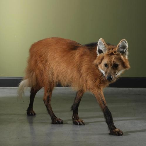 Manenwolf Taxidermie Opgezette Dieren By Max, Verzamelen, Dierenverzamelingen, Opgezet dier, Nieuw, Wild dier, Ophalen of Verzenden