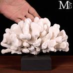 Madrepore White Coral - Taxidermie volledige montage -, Verzamelen