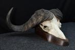 Large Cape Buffalo Schedel van een zoogdier - Syncerus, Verzamelen, Nieuw