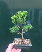 Den bonsai (Pinus) - Hoogte (boom): 22 cm - Diepte (boom):, Antiquités & Art