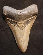 Megalodon - Fossiele tand - USA MEGALODON TOOTH - 11.5 cm -