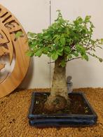 Japanese iep bonsai (Zelkova) - Hoogte (boom): 27 cm -, Antiek en Kunst