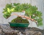Bonsaï Genévrier (Juniperus) - Hauteur (arbre) : 17 cm -