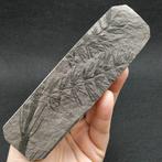 Paardenstaart - Gefossiliseerde plant - Asterophyllites