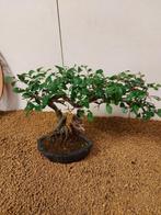 Japanese iep bonsai (Zelkova) - Hoogte (boom): 23 cm -