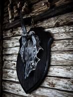 Ree Taxidermie hoofdmontage - Capreolus - 25 cm - 10 cm - 5