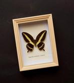 Vlinder Taxidermie volledige montage - Papilio euchenor -