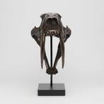 Tigre à dents de sabre Crâne - (Smilodon) - 38 cm - 18 cm -, Verzamelen