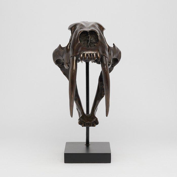 Tigre à dents de sabre Crâne - (Smilodon) - 38 cm - 18 cm -, Verzamelen, Mineralen en Fossielen
