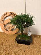 Bonsaï Pin des Bouddhistes (Podocarpus macrophyllus) -