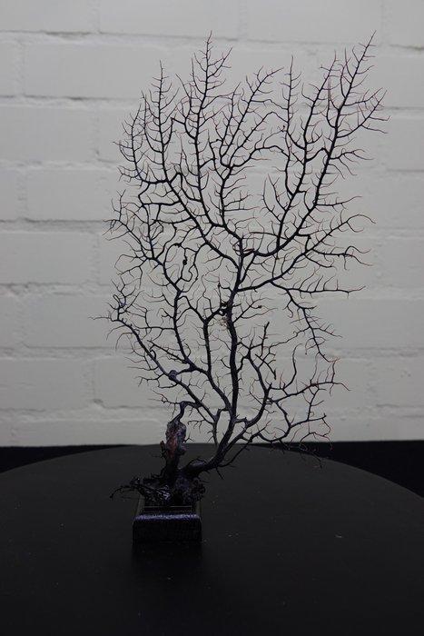 Fine Gorgonian Sea Fan / zeewaaier op houten sokkel, Antiek en Kunst, Curiosa en Brocante