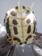 Tortue de rivière Carapace - Tortue de Floride (Emidés)