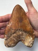 Grote Megalodon-tand 13,3 cm (patho-tand) - Fossiele tand -, Verzamelen