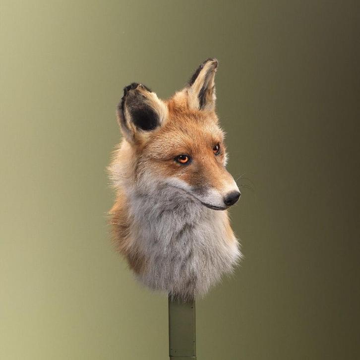 Vos Taxidermie Opgezette Dieren By Max, Verzamelen, Dierenverzamelingen, Opgezet dier, Nieuw, Wild dier, Ophalen of Verzenden
