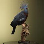 Kroonduif Taxidermie Opgezette Dieren By Max, Ophalen of Verzenden, Nieuw, Vogel, Opgezet dier