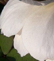 Diane Pfister - Crown Estate Rose Collection No. 1 - XL