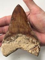 Megalodon-tand 12,5 cm - Fossiele tand - Carcharocles
