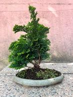 Jeneverbes bonsai (Juniperus) - Hoogte (boom): 30 cm -