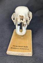 Three-toed Sloth Schedel - (Bradypus tridactylus) - Museum