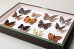 Charaxes-vlindercollectie - Entomologie - Taxidermie -, Verzamelen, Dierenverzamelingen, Nieuw