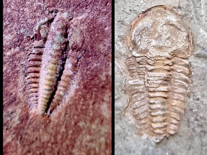 Ook bekend als RESSEROPS. Red Halo Perrector + Daguinaspis -, Verzamelen, Mineralen en Fossielen