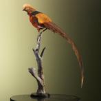 Faisan Support de corps entier pour taxidermie -, Collections, Collections Animaux