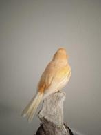kanarie Taxidermie volledige montage - Canary - 0 mm - 0 mm, Nieuw