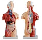 Anatomisch model torso 42 cm, 18-delig ST-ATM 54, Verzenden