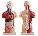 Anatomisch model torso 42 cm, 18-delig ST-ATM 54, Verzenden, Nieuw