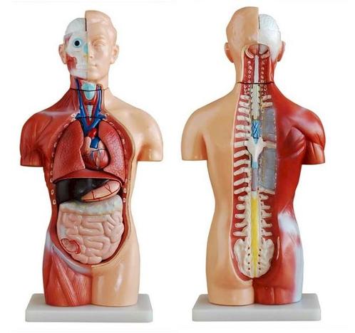 Anatomisch model torso 42 cm, 18-delig ST-ATM 54, Diversen, Verpleegmiddelen, Verzenden